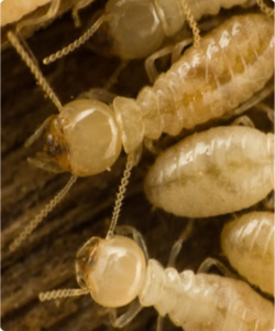 termites-diag